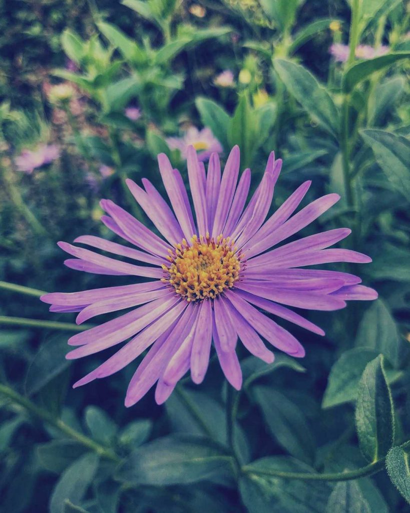 Aster flower meaning