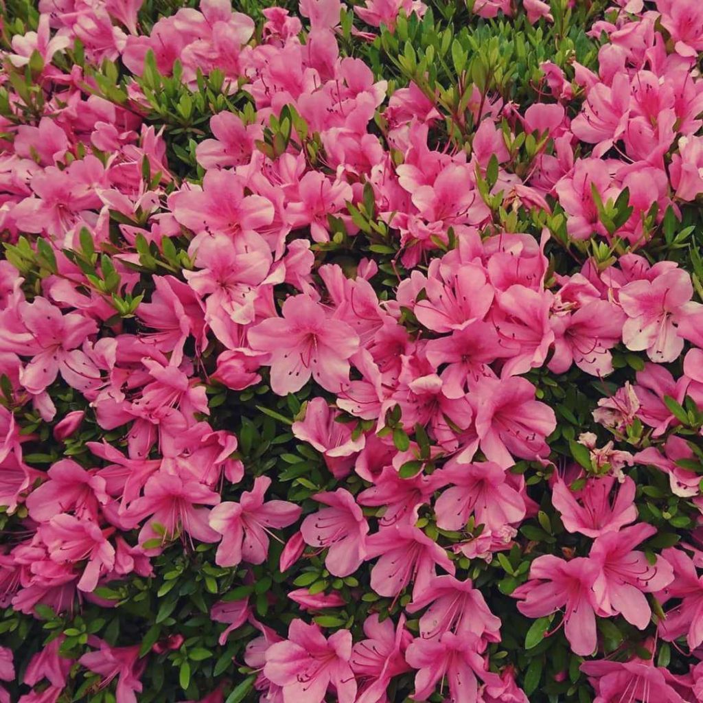 Azalea cluster