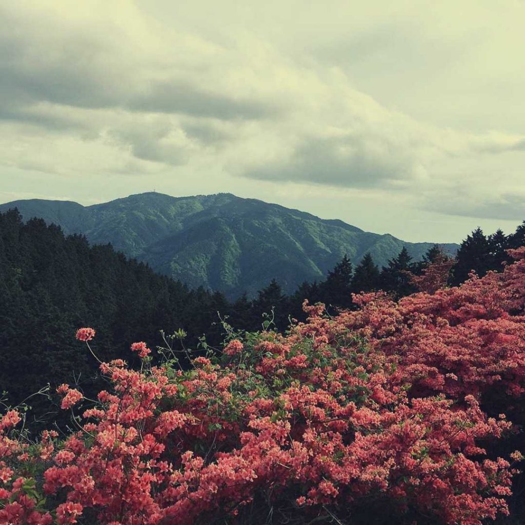 Azalea fields