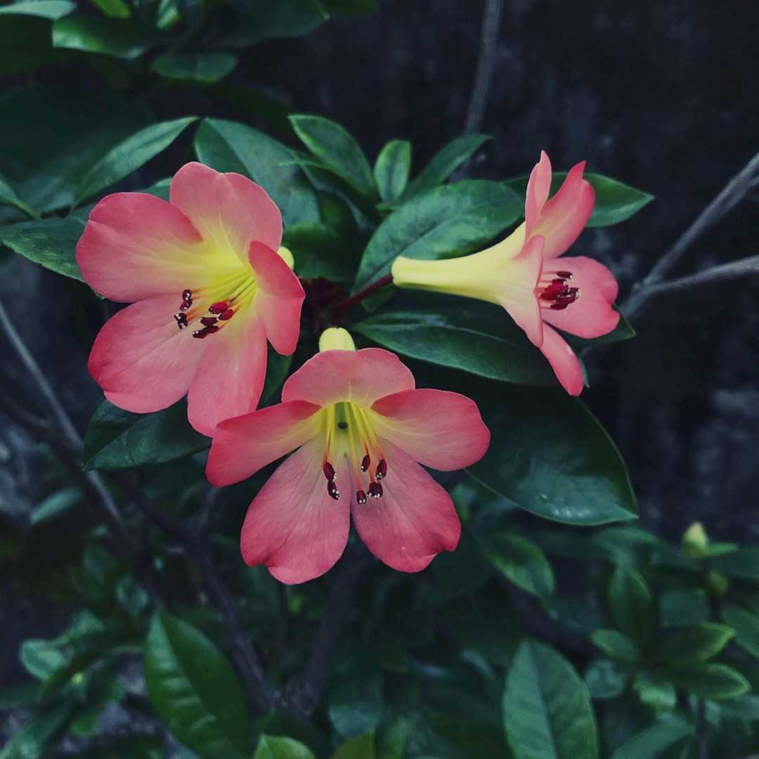 Azalea flower