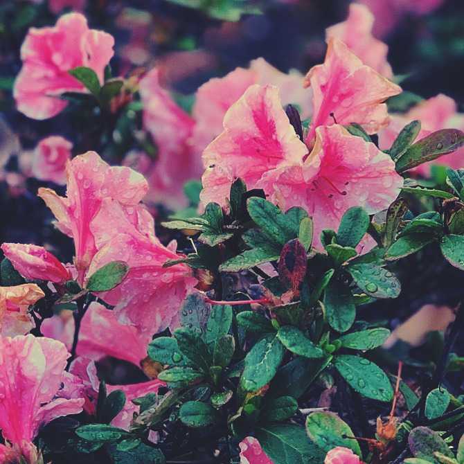 Beautiful azaleas