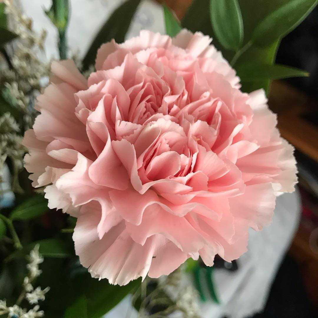 Beautiful pink carnation