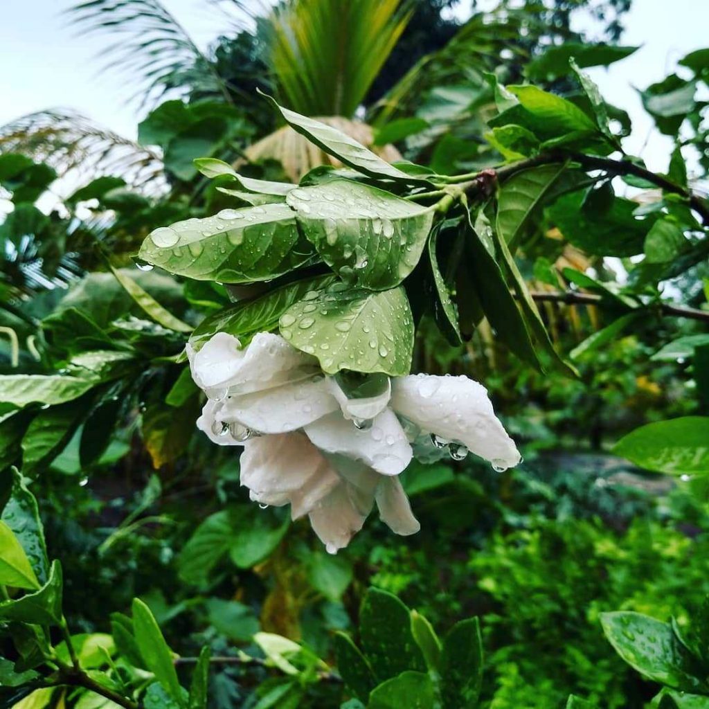 Beautiful white flower