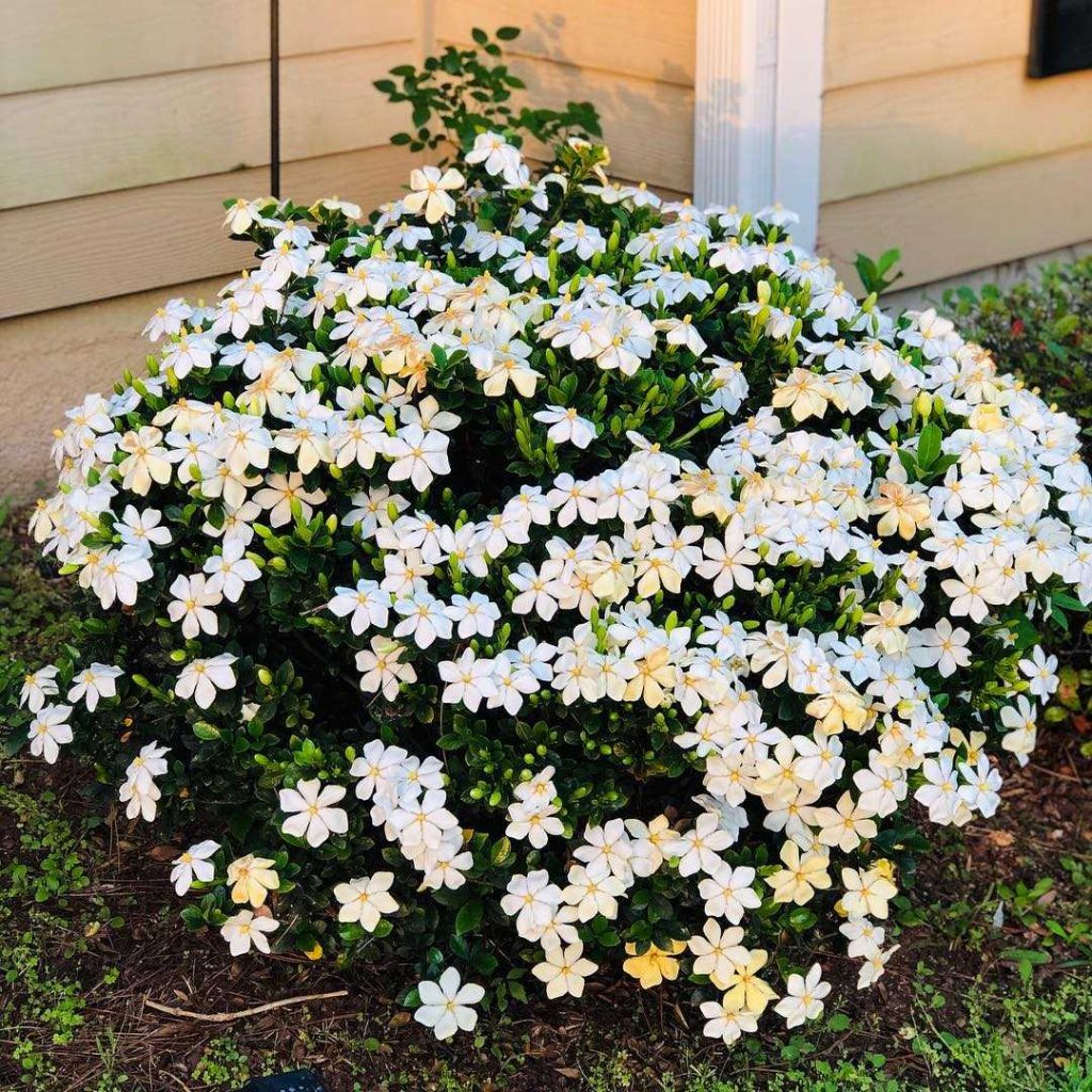 Blooming in garden