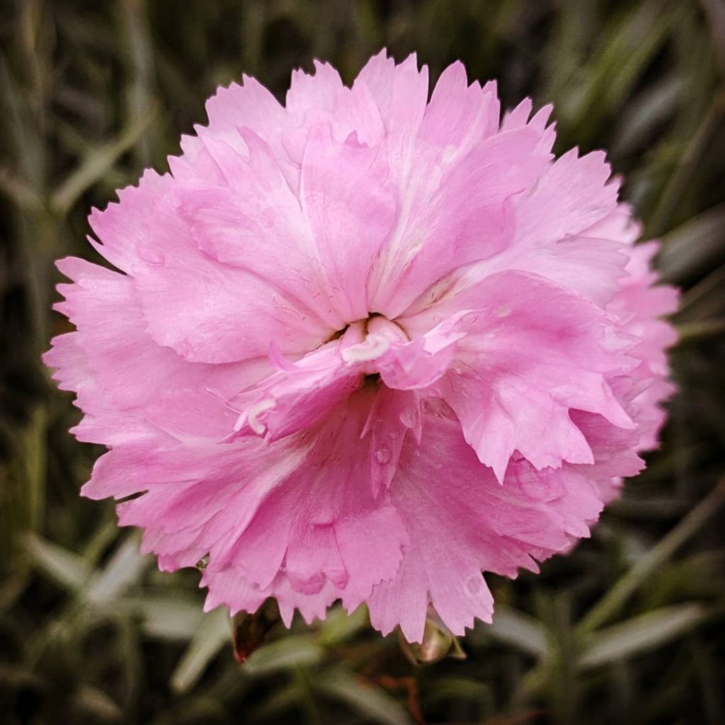 Carnation flower