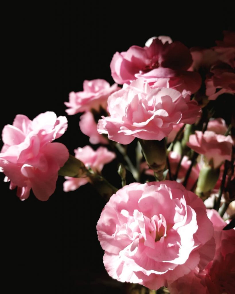 Carnation meaning