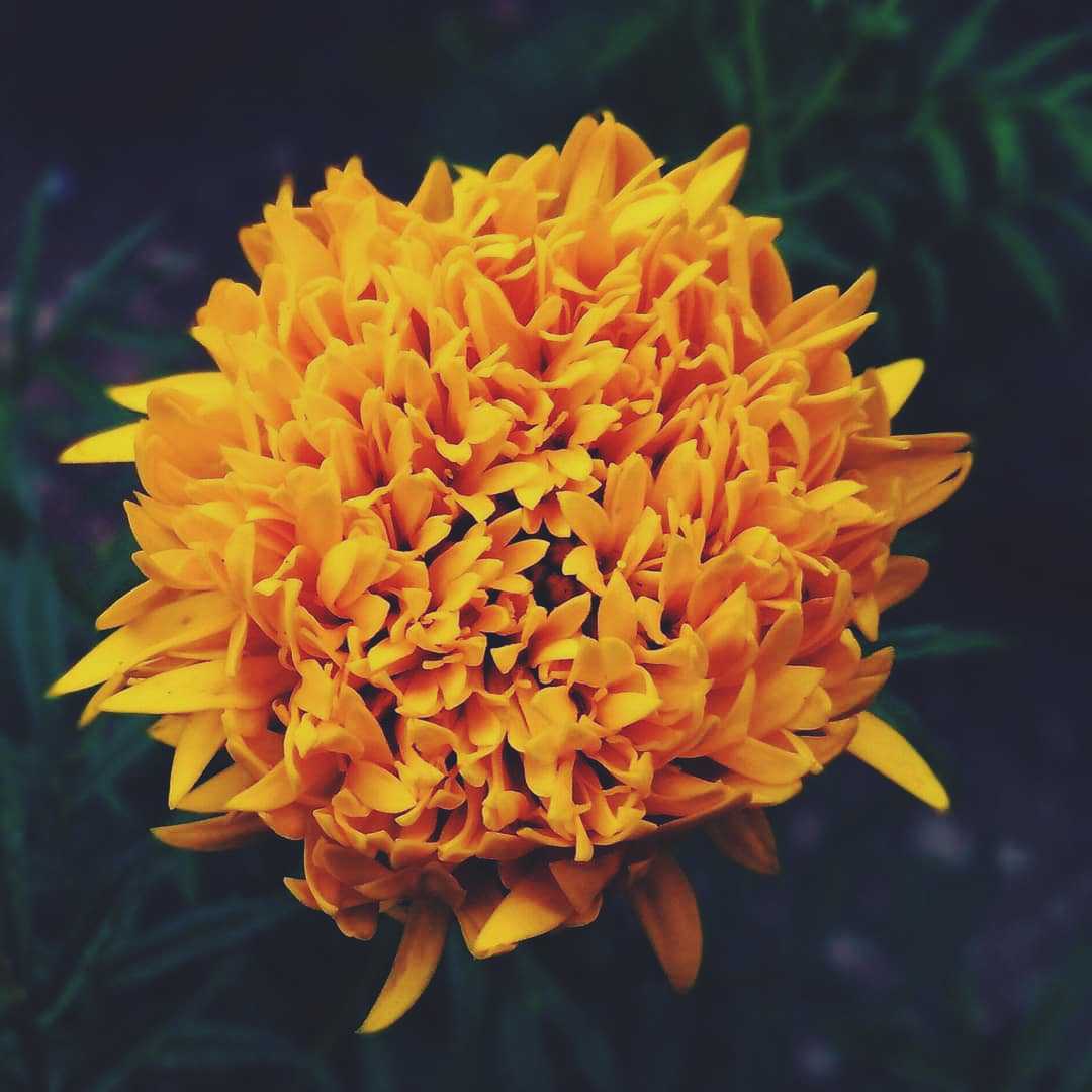 Cempoalxóchitl flower