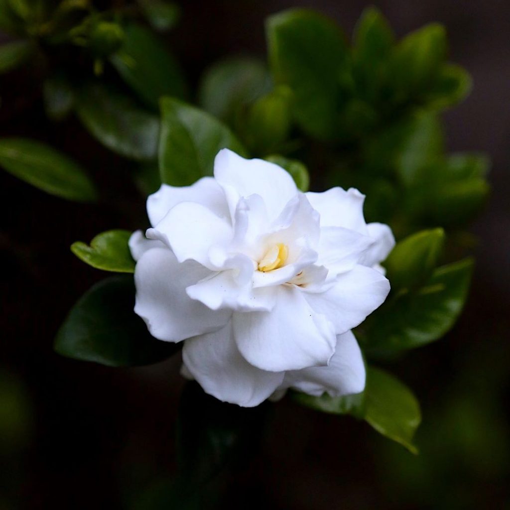 Gardenia by soyfloriate