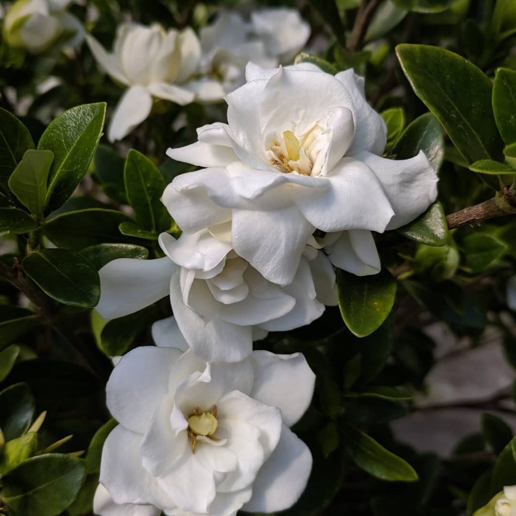 Beautiful white gardenia flower