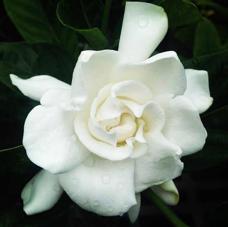 Gardenia flower meaning