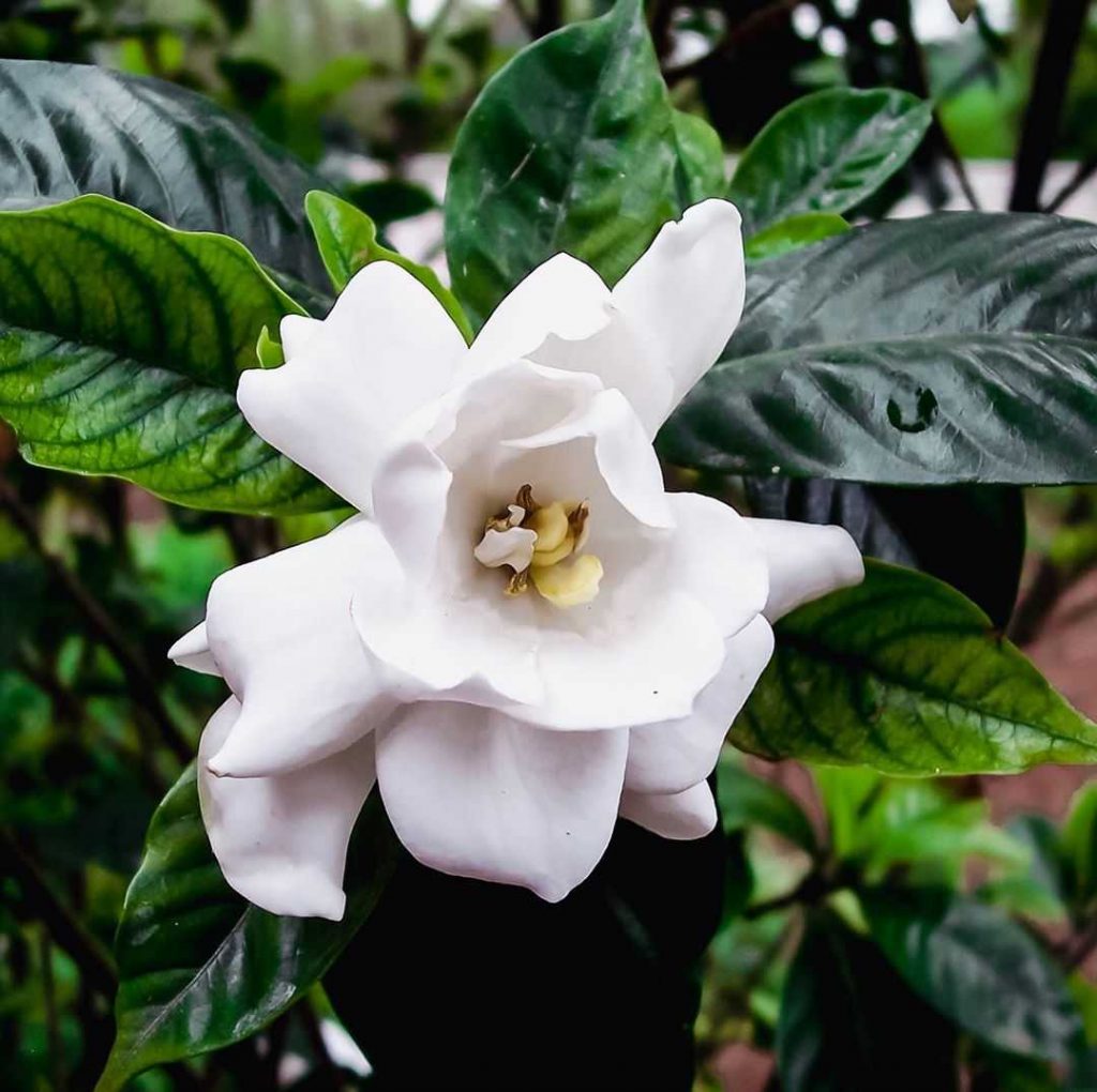 Gorgeous beautiful white gardenia's bloom