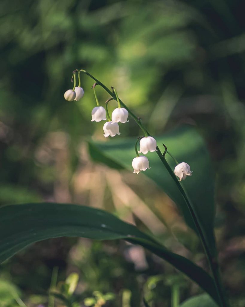 Lily of the valley meaning