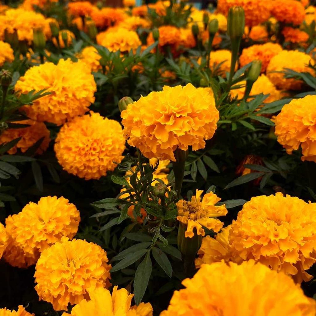 Marigold meaning