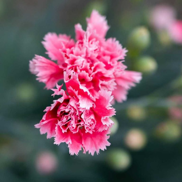 Carnation meaning. Discover the true origins and symbolism of this flower