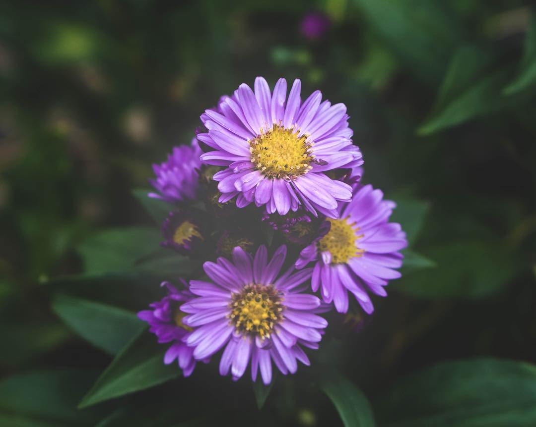 Oregon asters