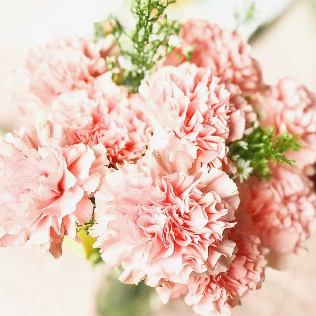 Pink carnation bouquet