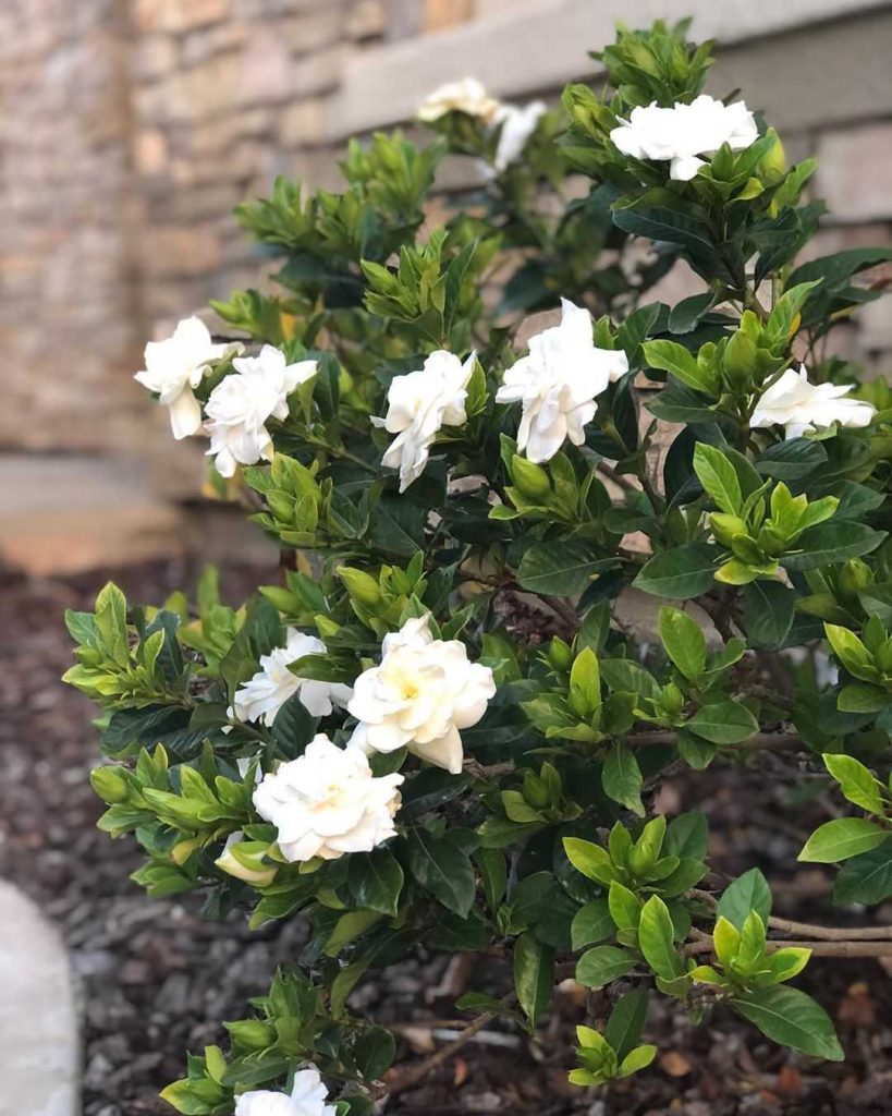 Precious gardenias in the garden