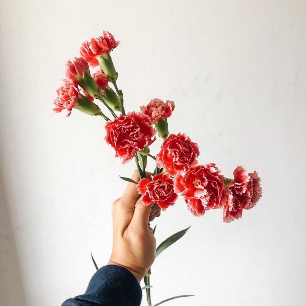 Red carnation meaning