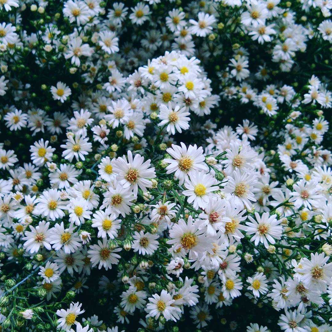 Aster flower meaning • Discover the true meanings of this beautiful flower