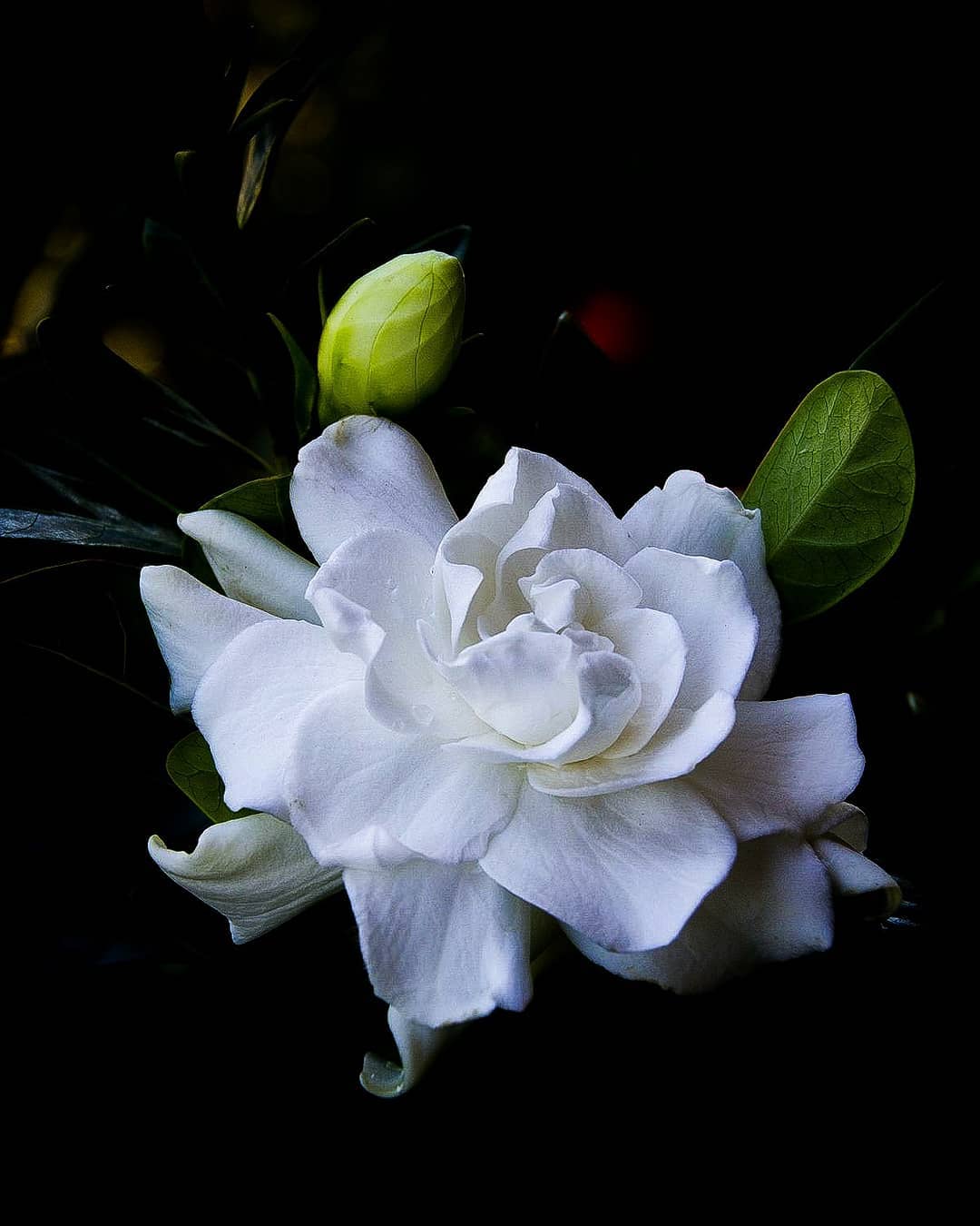 White gardenia