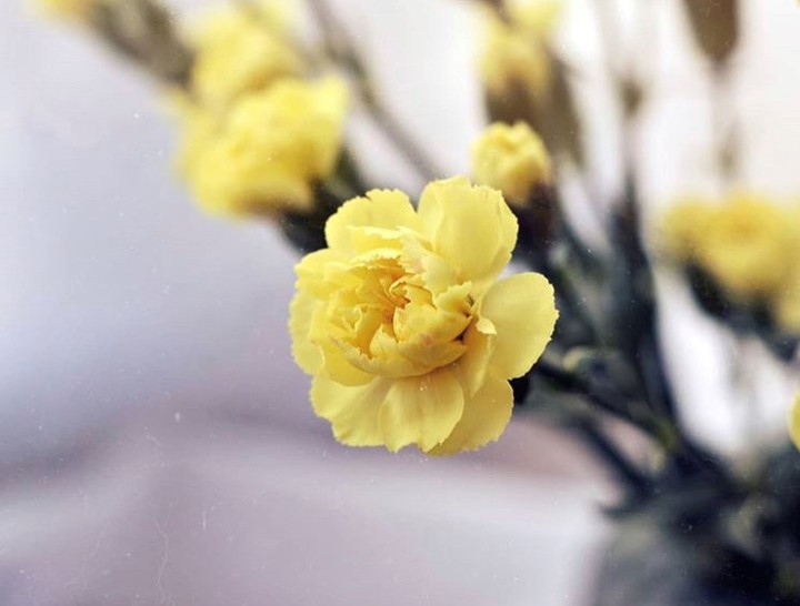 Yellow carnations