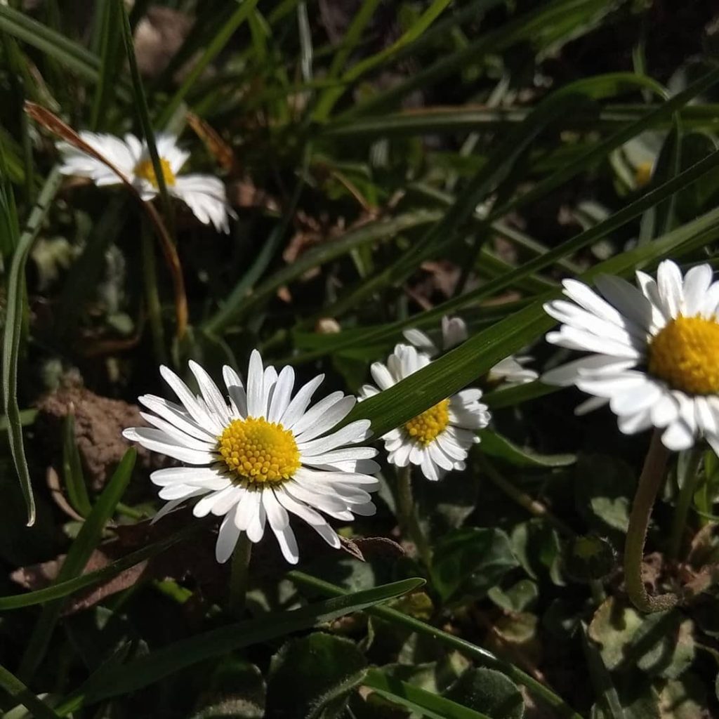 Beautiful daisy flower