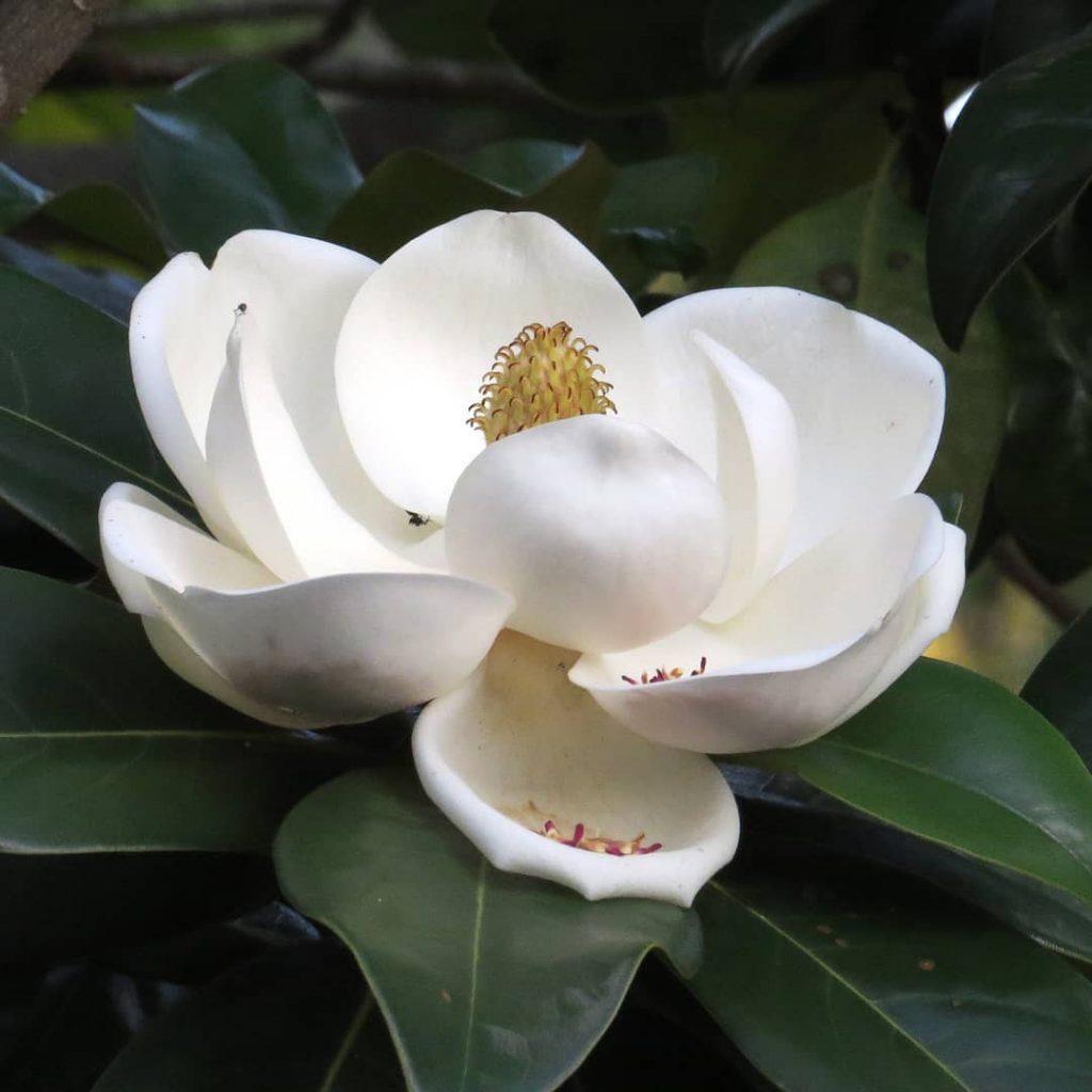 Beautiful magnolia