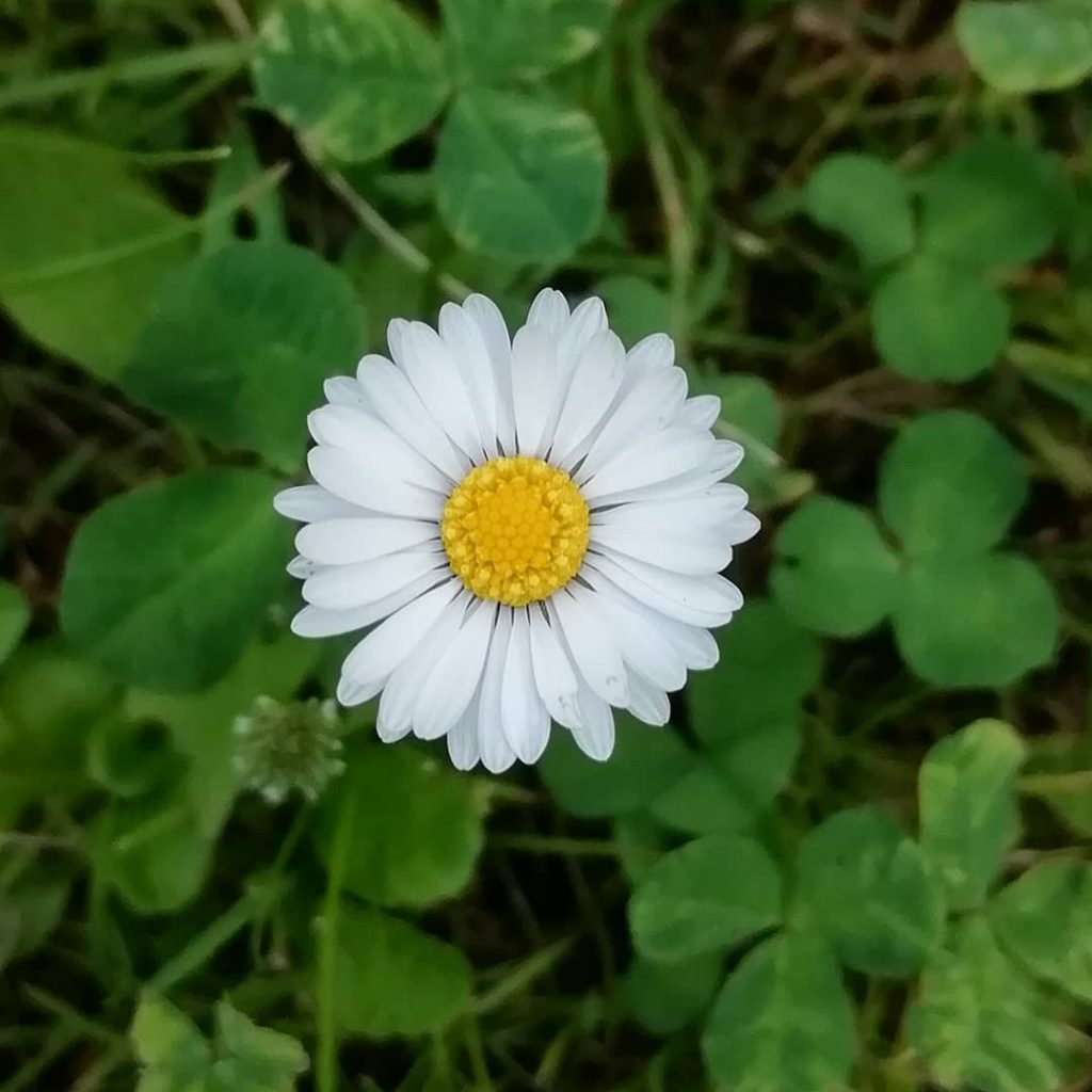 Bellis perennis