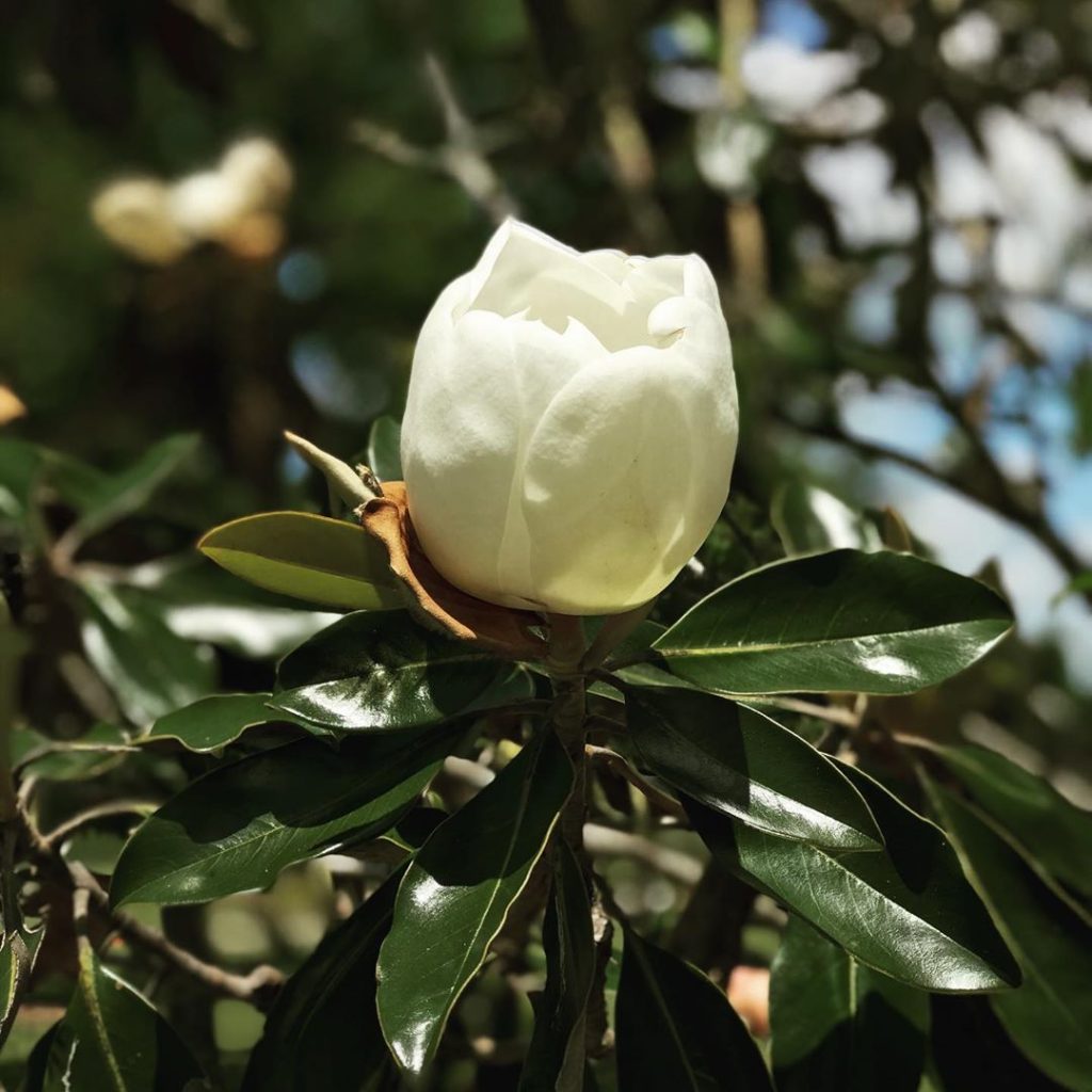 Blooming magnolia