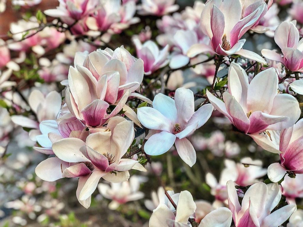 Blooming magnolia in spring