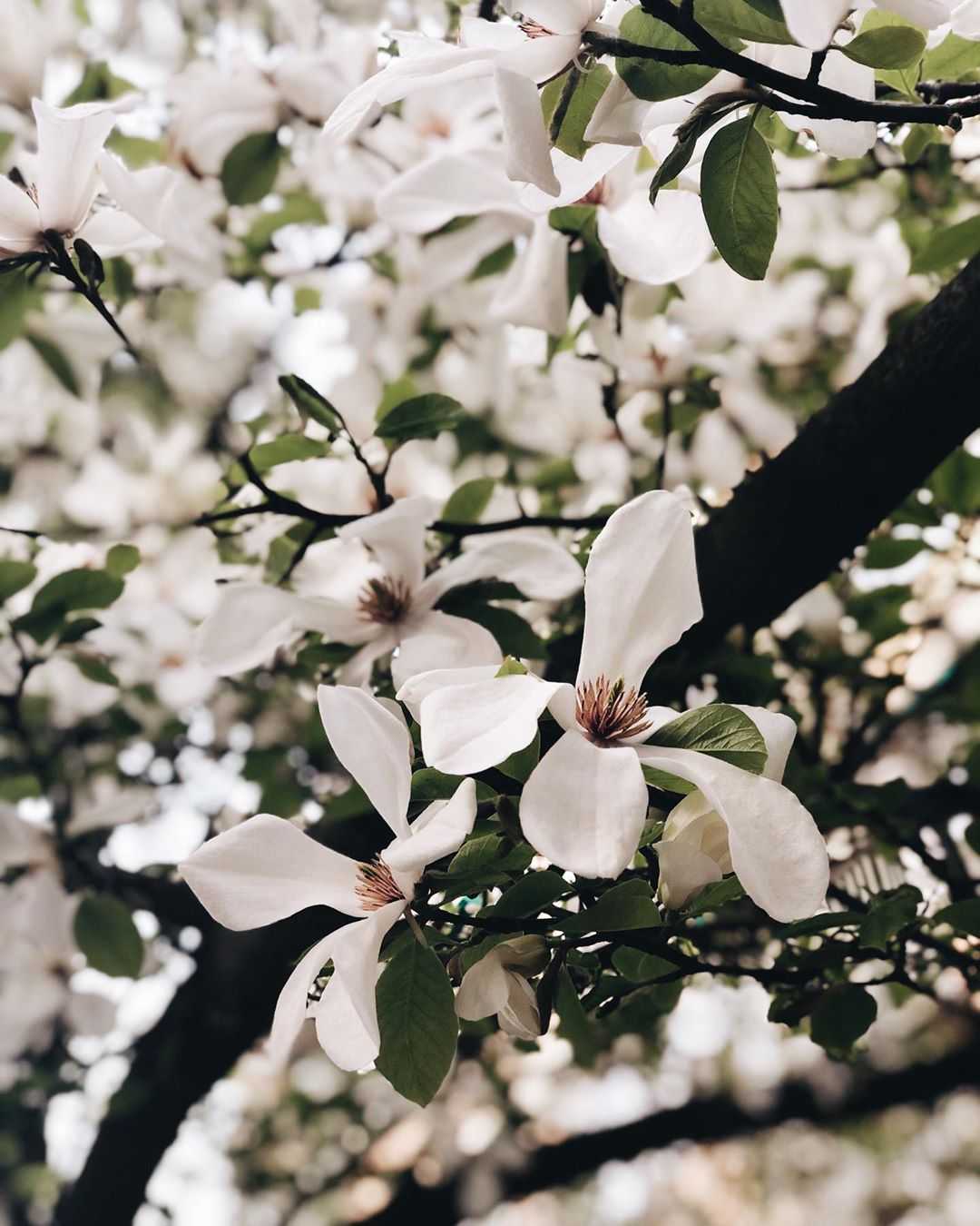 Blooming magnolia tree