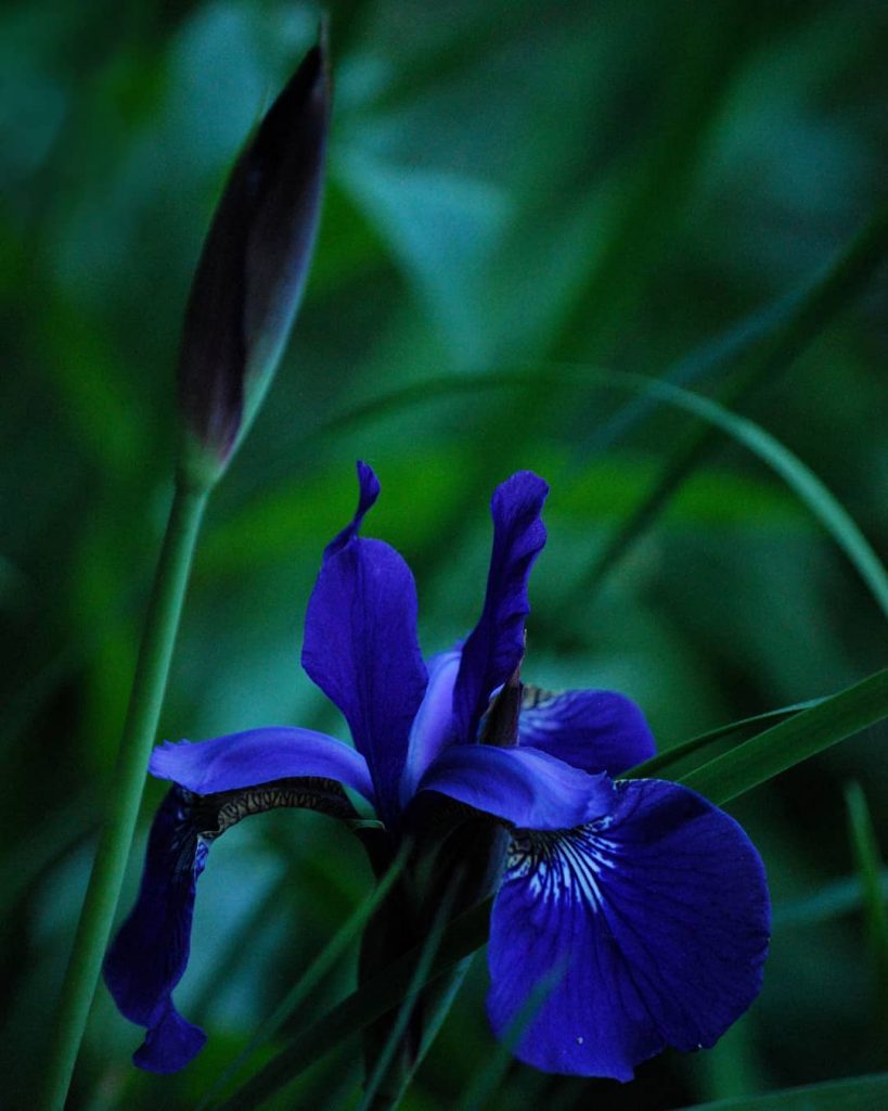 Iris flower Meaning and Symbolism - What do iris colours mean