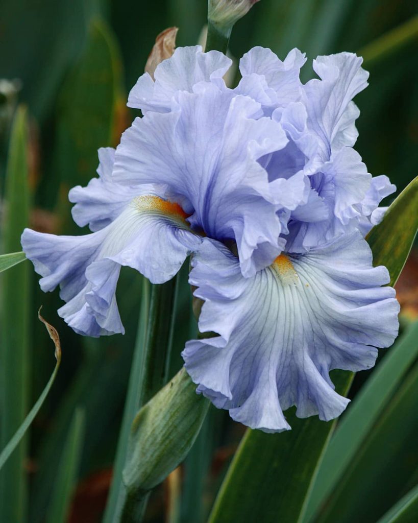 Blue iris flower