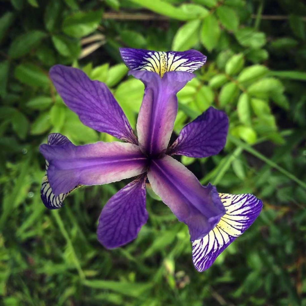 Blueflag iris flower meaning