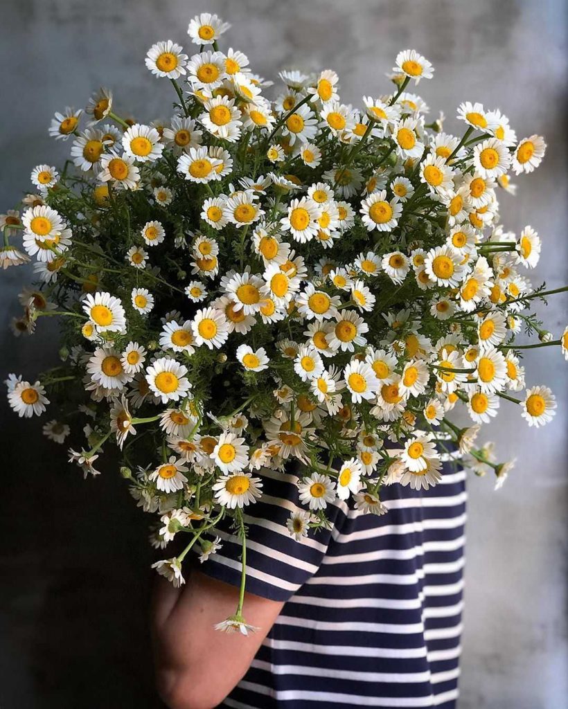 Daisy bouquet