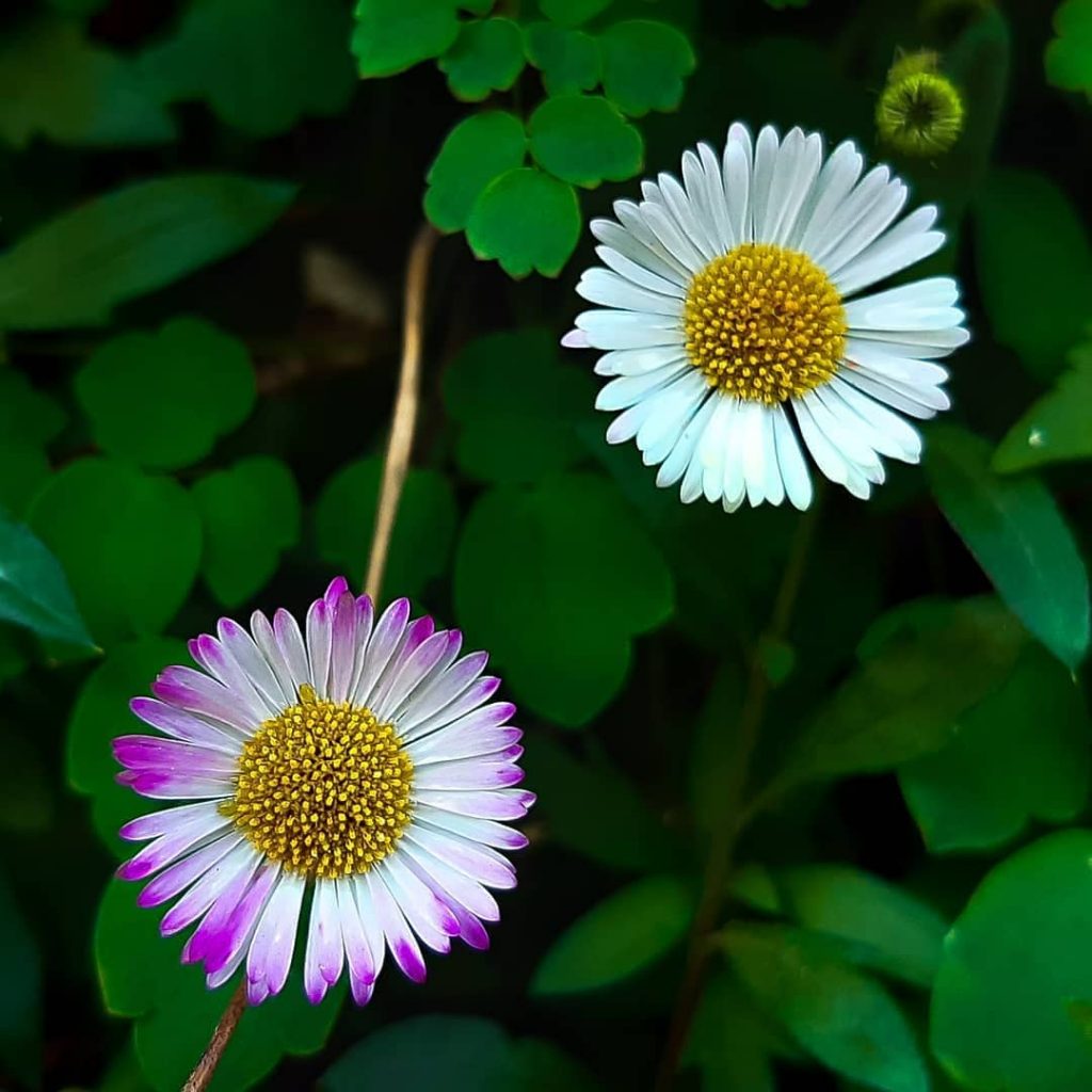 Daisy flowers