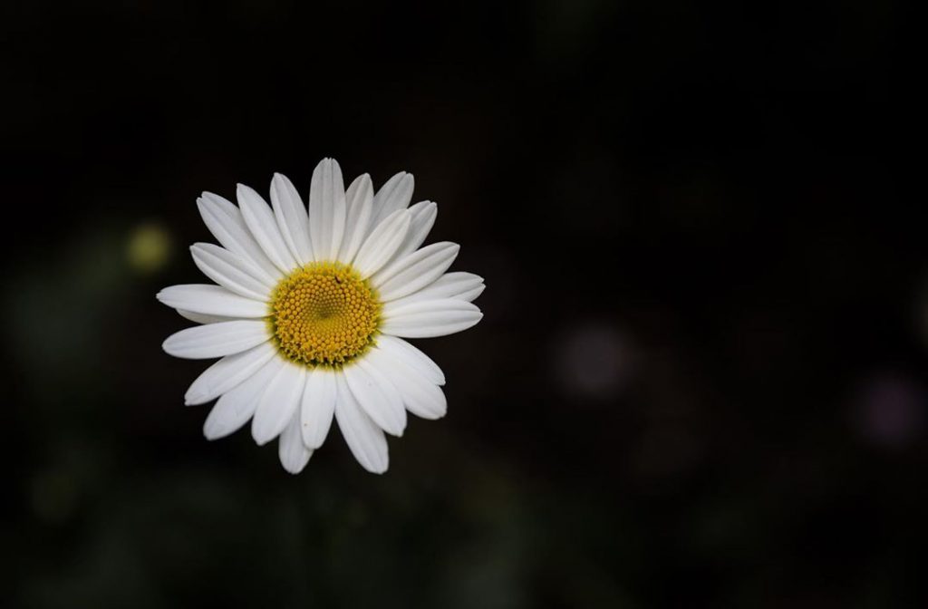 Daisy meaning