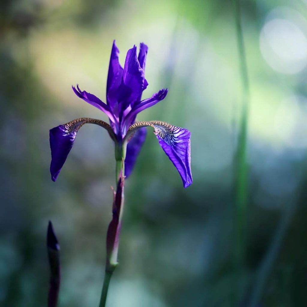 Iris flower meaning