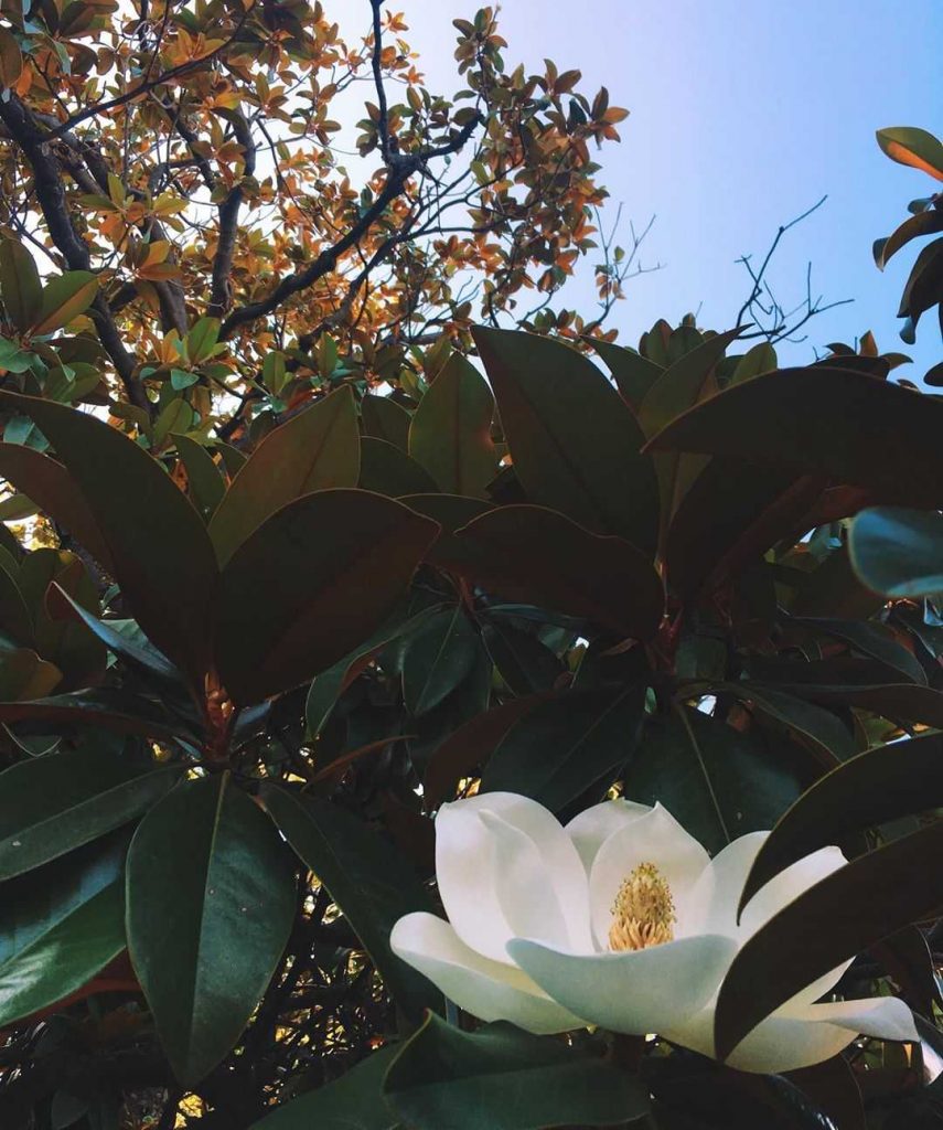 Magnolia flower