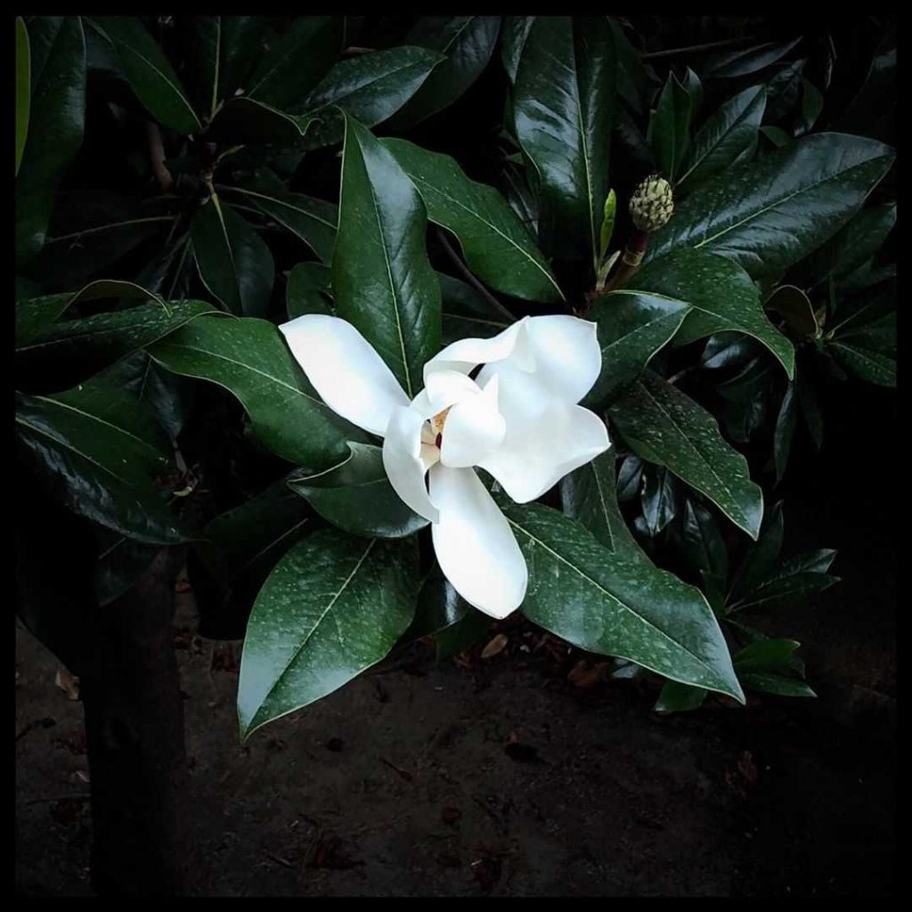 Magnolia flower meaning