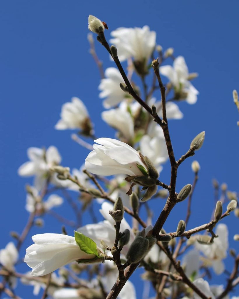 Magnolia tree in spring
