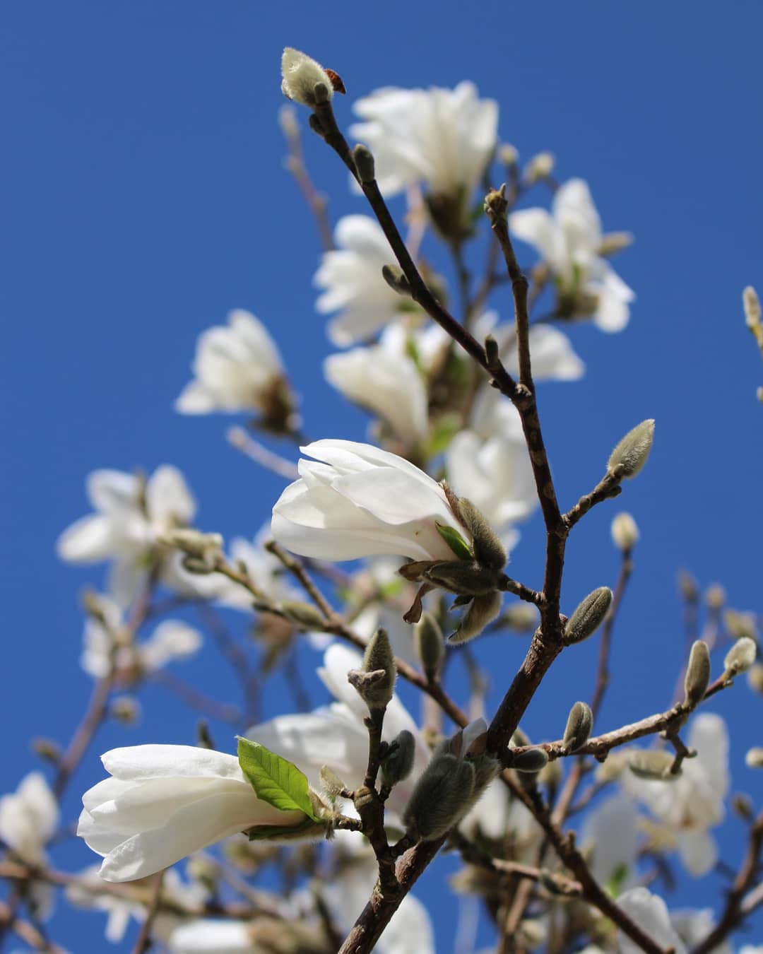 magnolia-flower-meaning-discover-the-most-interesting-facts-about-it