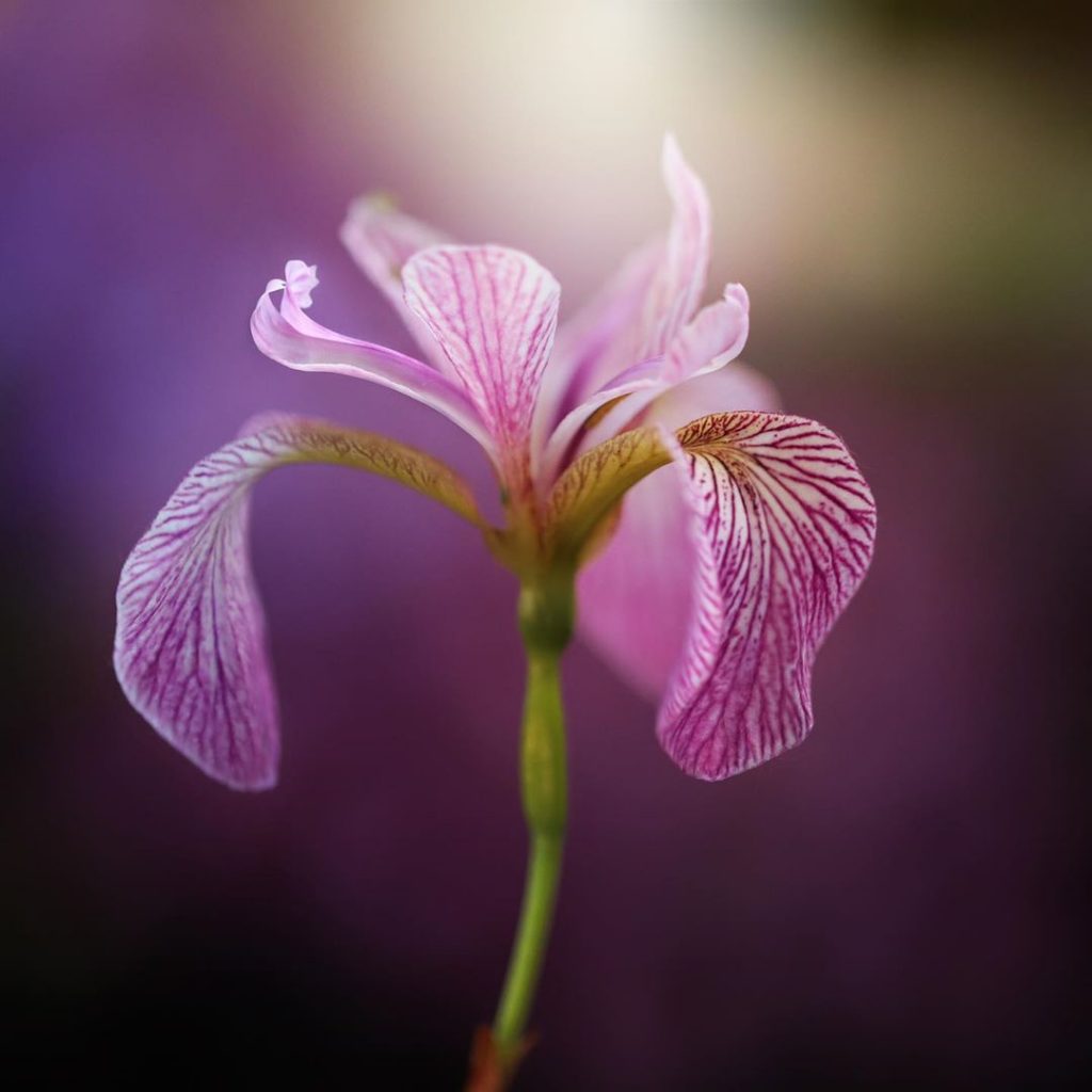 Mint fresh iris