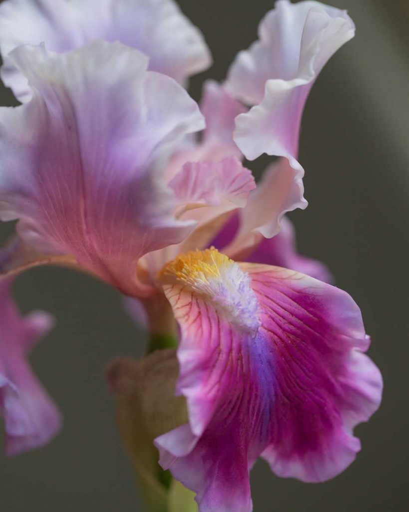 Pink iris flower