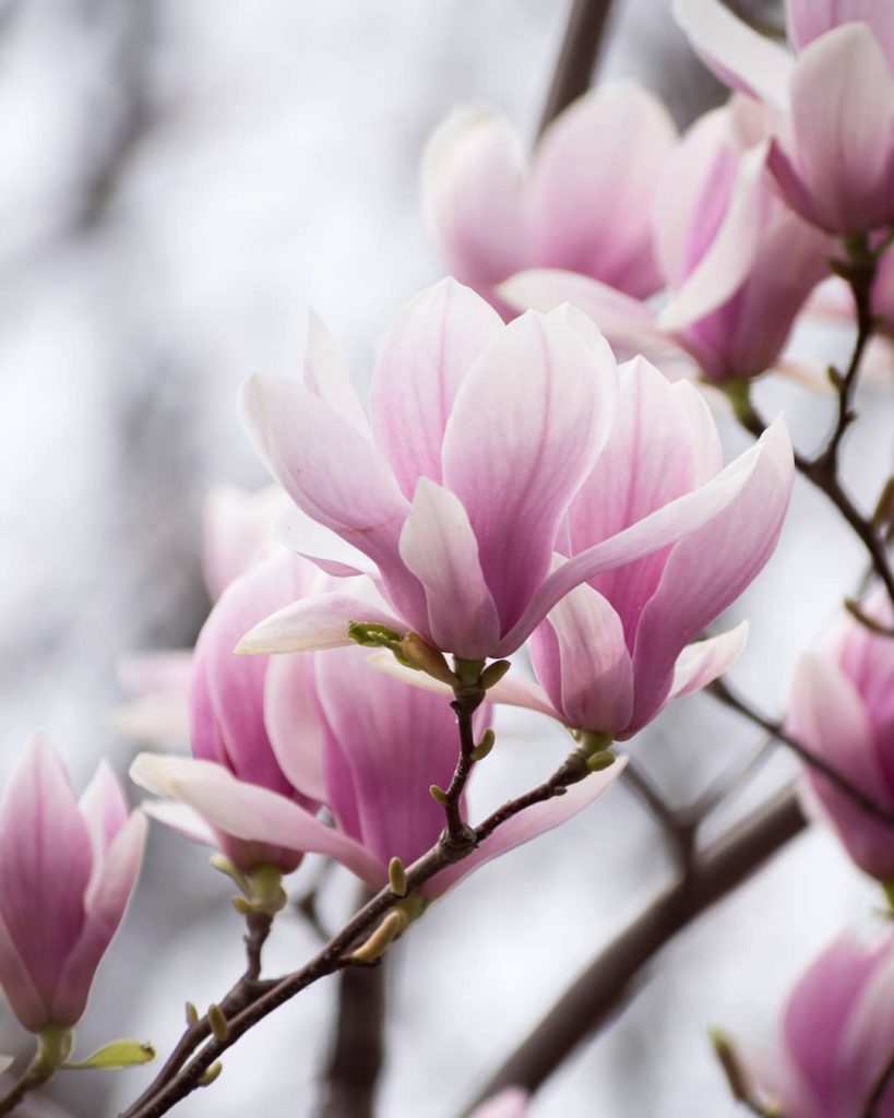 Pink magnolia flower meaning