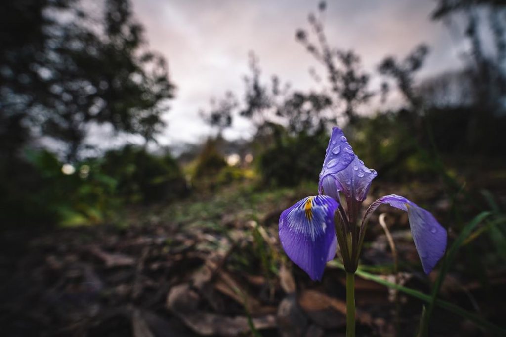 Purple iris flower meaning