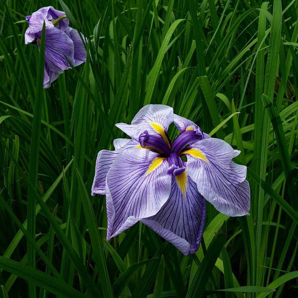 Purple water iris