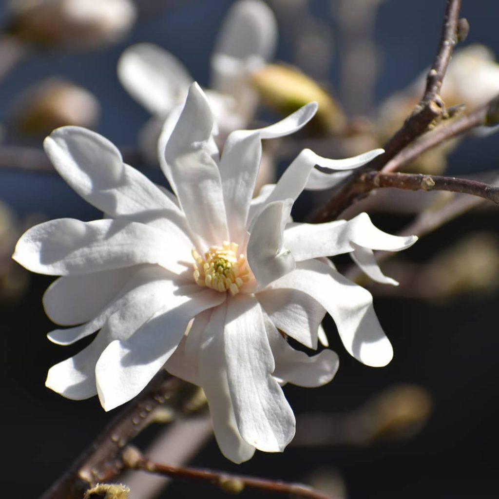 Star magnolia or magnolia stelata