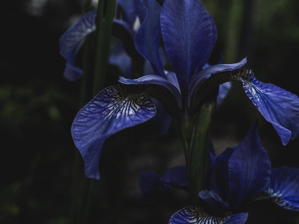 Three Iris petals