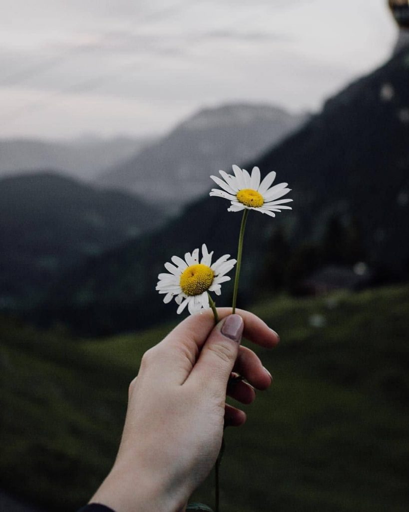 Two white daisy flowers